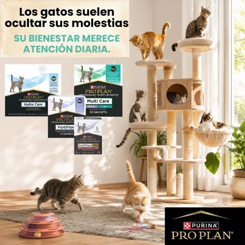 Suplemento articular Purina Pro Plan para gatos senior jugando en árbol rascador.